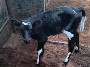 Modern 3-Seater Sofa – Comfortable & Stylish