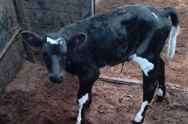 Modern 3-Seater Sofa – Comfortable & Stylish